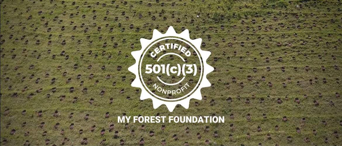 CREATION OF MY FOREST FOUNDATION IN THE US WITH TAX-EXEMPT STATUS
