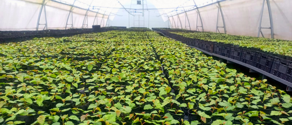 DR. GARY AND LINDA ASSARIAN GREENHOUSE 