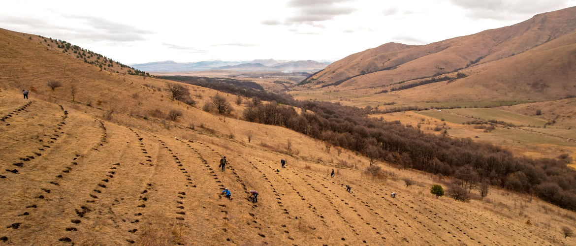 spring planting 2023: 326,000 trees planted