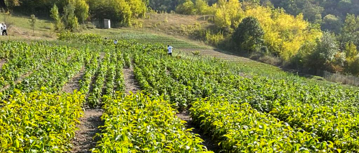 READY TO PLANT 437.000 SEEDLINGS!