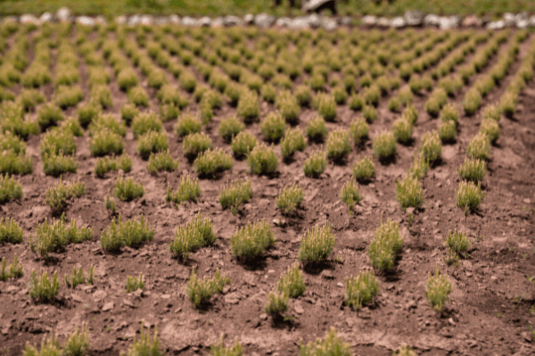INTRODUCTION TO THE FOREST NURSERIES