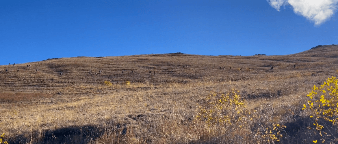 fall planting 2022