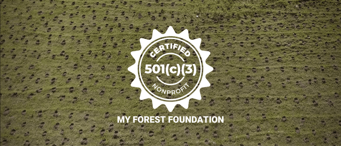 CREATION OF MY FOREST FOUNDATION IN THE US WITH TAX-EXEMPT STATUS