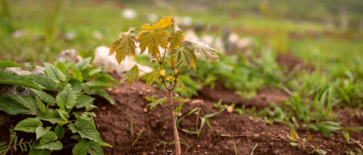1,200,000 ARBRES À ÊTRE PLANTÉS EN ARMÉNIE