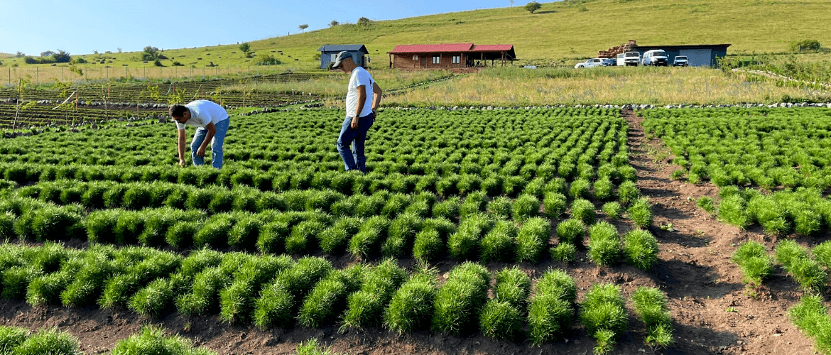 OUR FIRST PINE TREES