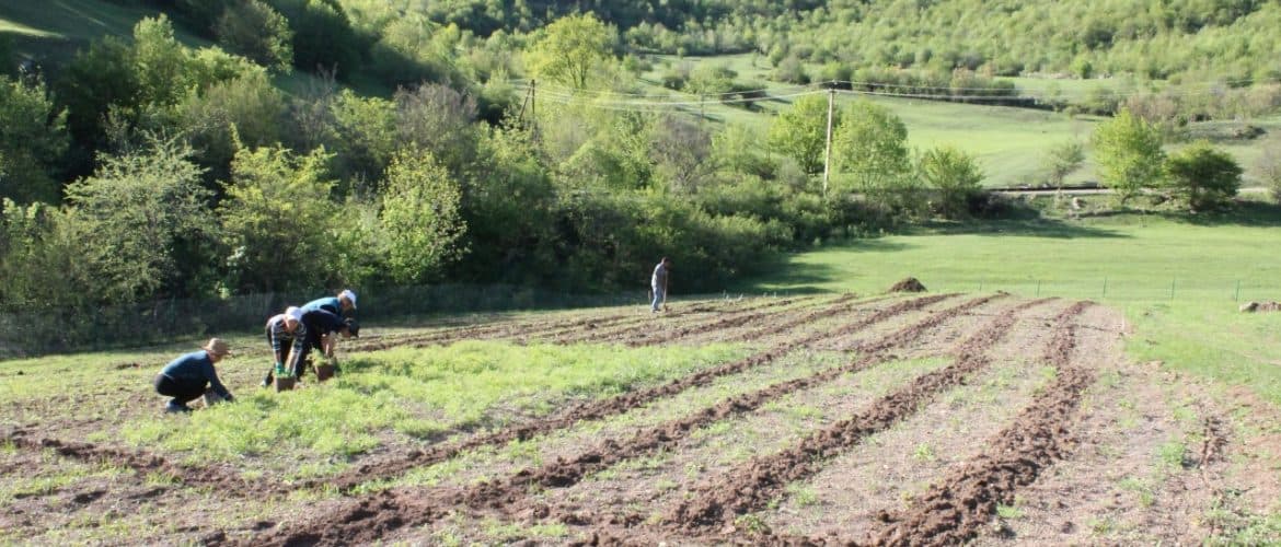 SPRING ACTIVITIES IN MY FOREST ARMENIA