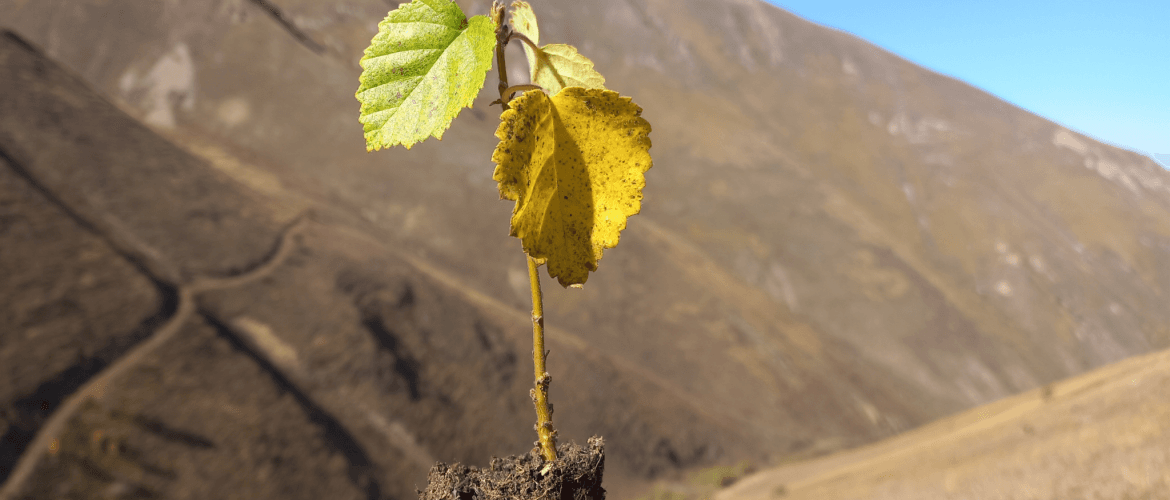 fall planting season 2023 My Forest Armenia featured image