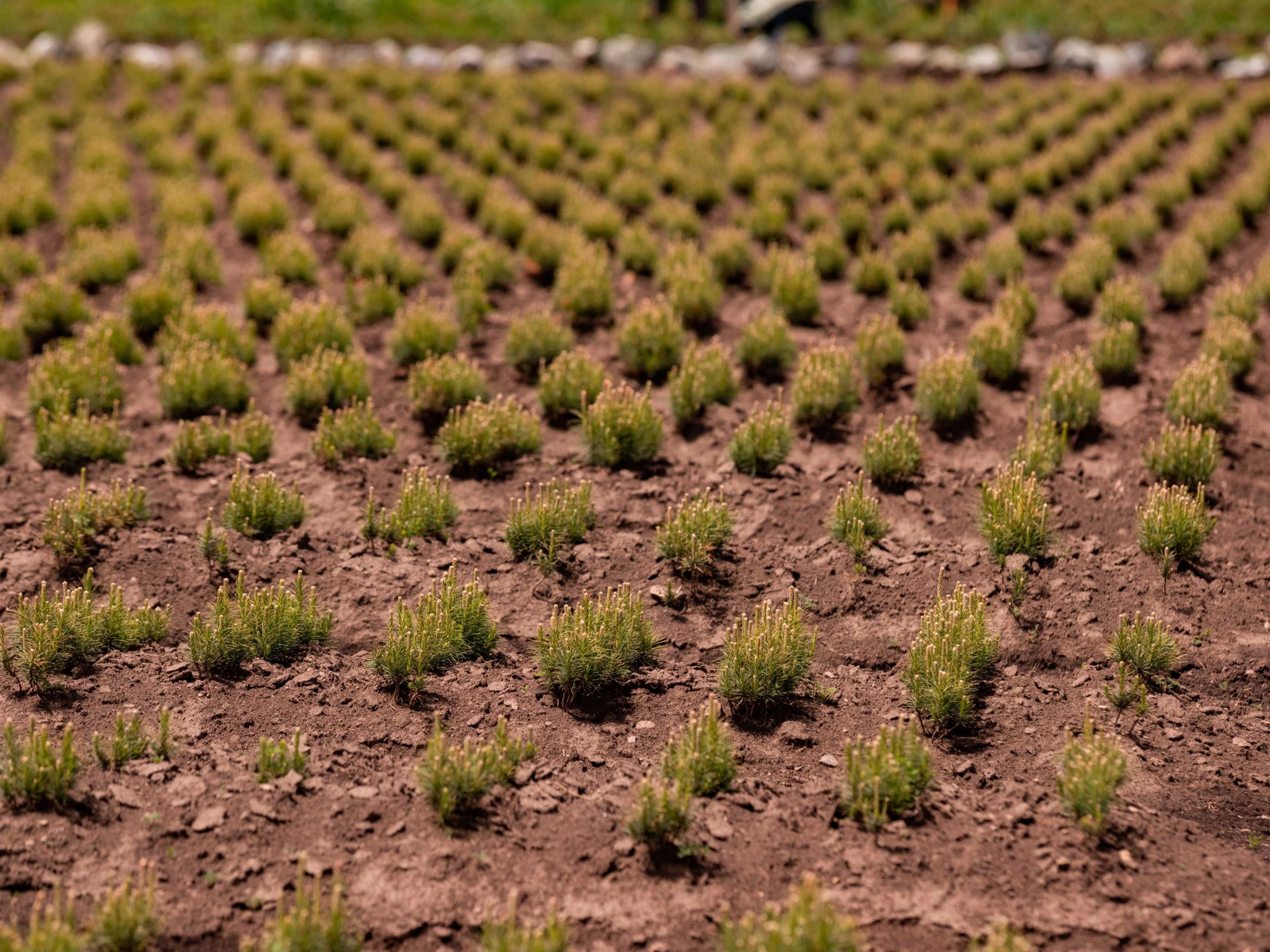 INTRODUCTION TO THE FOREST NURSERIES