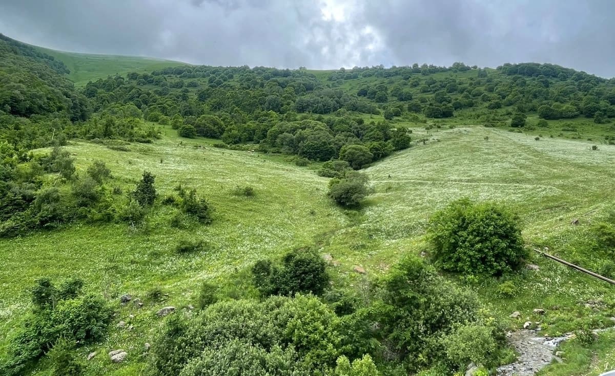 forest biodiversity importance