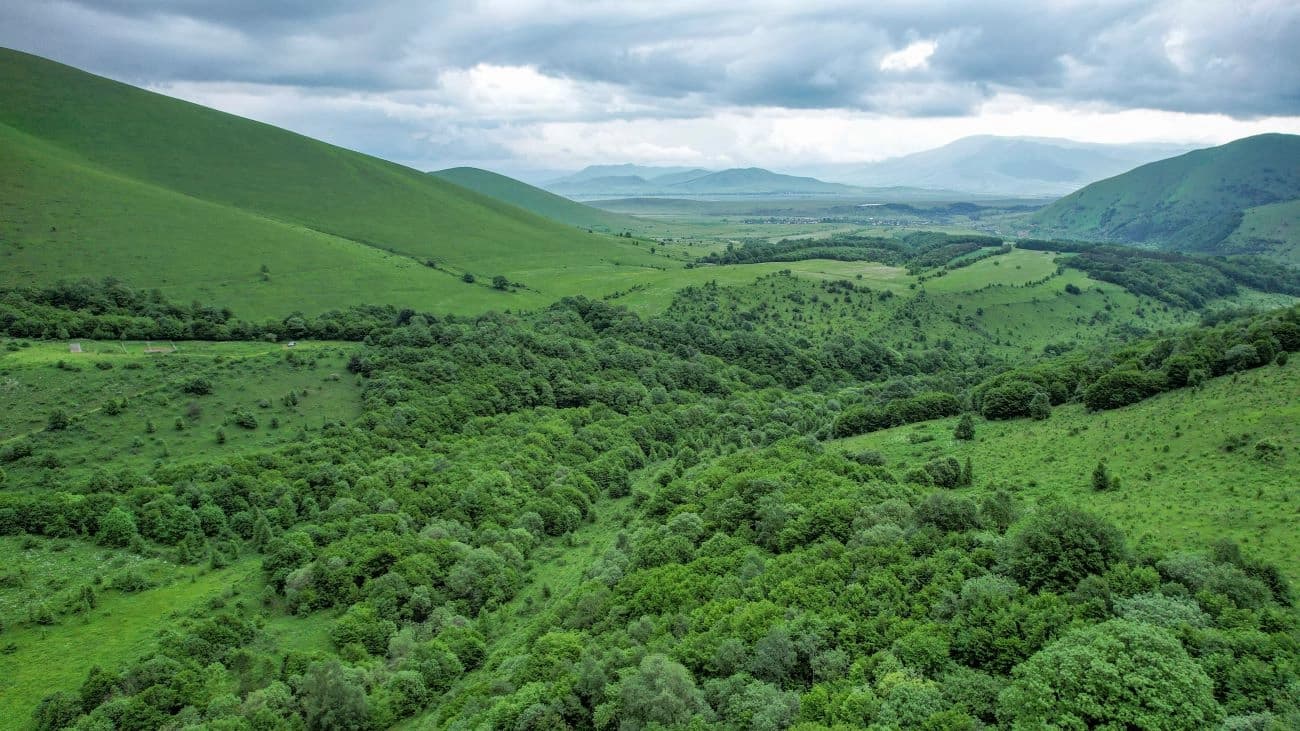 need to create forests