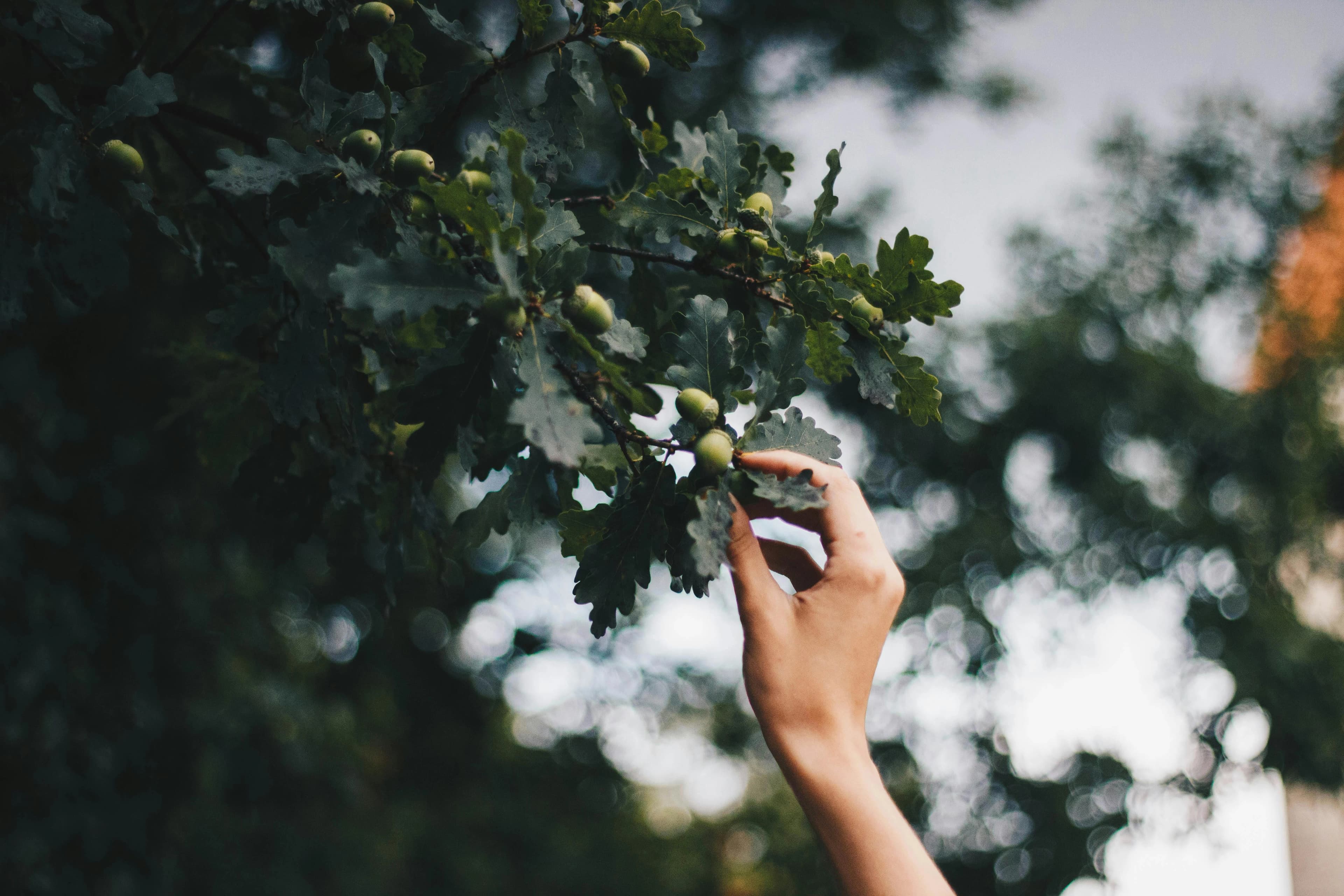 oak tree acorn featured image